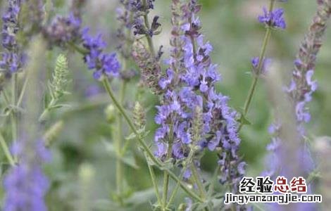 紫参的功效与作用 中药紫参的功效与作用