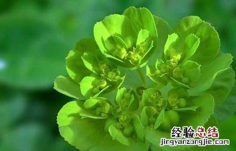 泽漆的功效与作用 泽漆的功效与作用用量