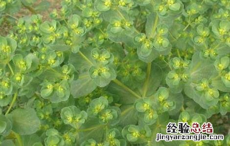 泽漆的功效与作用 泽漆的功效与作用用量