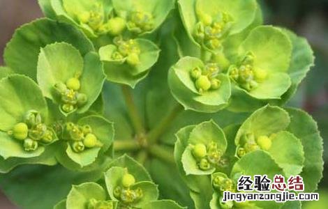 泽漆的功效与作用 泽漆的功效与作用用量
