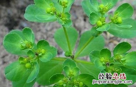 泽漆的功效与作用 泽漆的功效与作用用量