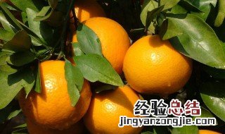 栽桔子的方法 栽橘子的方法