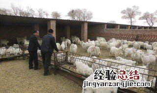 养羊在北方山区种什么草好 了解一下
