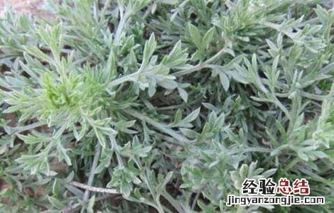 茵陈的功效与作用主要治什么病 茵陈的功效与作用
