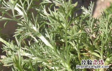 茵陈的功效与作用主要治什么病 茵陈的功效与作用