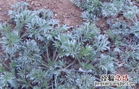 茵陈的功效与作用主要治什么病 茵陈的功效与作用