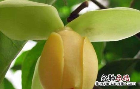 夜合花的功效与作用及禁忌 夜合花的功效与作用