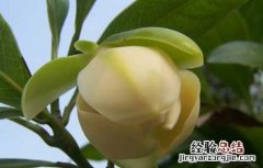 夜合花的功效与作用及禁忌 夜合花的功效与作用