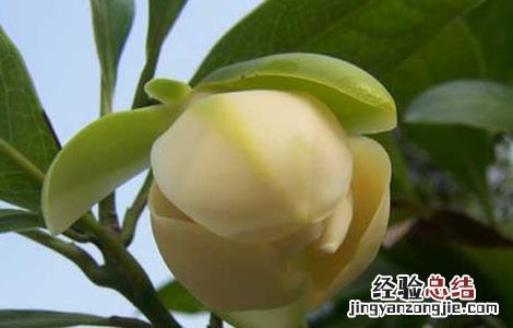 夜合花的功效与作用及禁忌 夜合花的功效与作用
