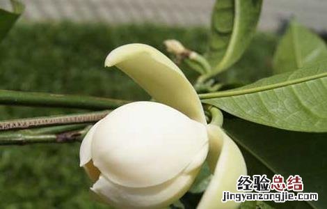 夜合花的功效与作用及禁忌 夜合花的功效与作用