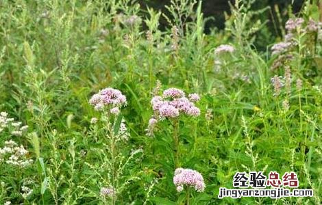 中药野马追的功效与作用 野马追的功效与作用