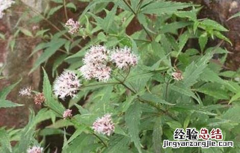 中药野马追的功效与作用 野马追的功效与作用