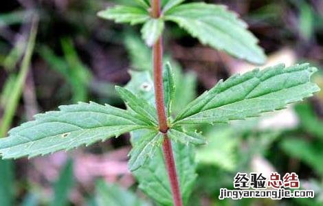 中药野马追的功效与作用 野马追的功效与作用