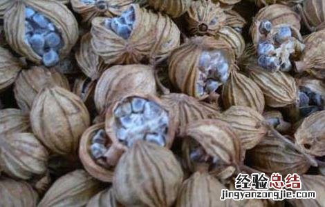 阳春砂的功效与作用的功能与主治 阳春砂的功效与作用
