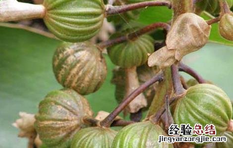 阳春砂的功效与作用的功能与主治 阳春砂的功效与作用