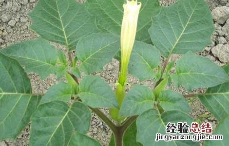 洋金花的功效与作用 洋金花的功效与作用,洋金花的副作用