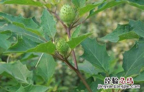 洋金花的功效与作用 洋金花的功效与作用,洋金花的副作用