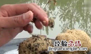 鱼饵里可以加紫菜吗 怎么做