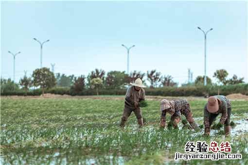 什么是三农服务 三农指的是哪三农服务