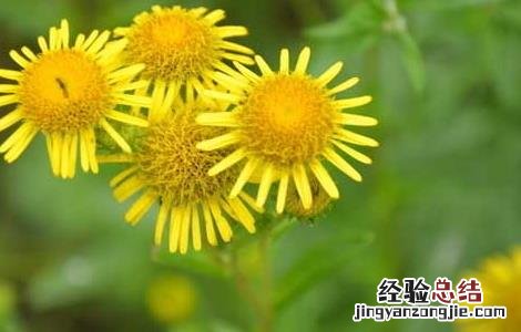 旋覆花的功效与作用及禁忌的功效与作用 旋覆花的功效与作用