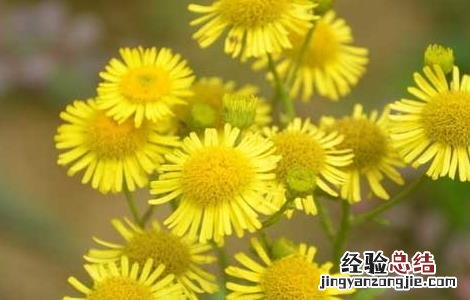 旋覆花的功效与作用及禁忌的功效与作用 旋覆花的功效与作用