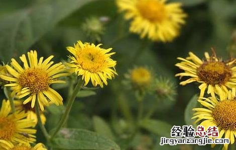 旋覆花的功效与作用及禁忌的功效与作用 旋覆花的功效与作用