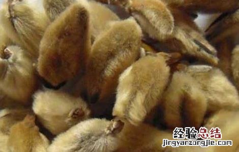 辛夷的功效与作用 辛夷的功效与作用禁忌详解