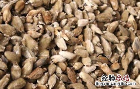 辛夷的功效与作用 辛夷的功效与作用禁忌详解