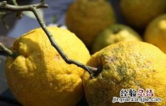 香橼的功效与作用禁忌 香橼的功效与作用