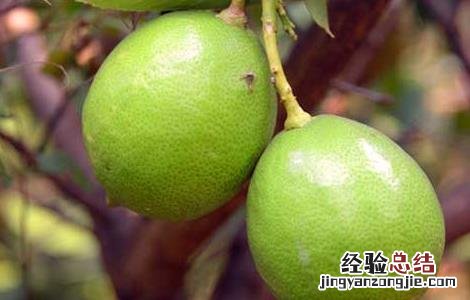 香橼的功效与作用禁忌 香橼的功效与作用