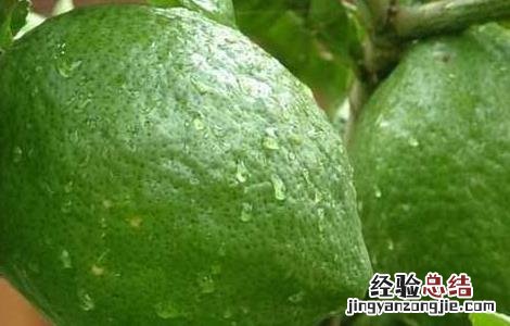 香橼的功效与作用禁忌 香橼的功效与作用