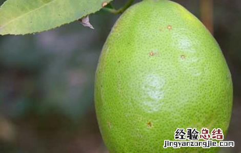 香橼的功效与作用禁忌 香橼的功效与作用