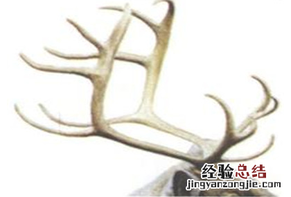 鹿角胶功效和作用是什么 鹿角胶的作用与功效与作用是什么