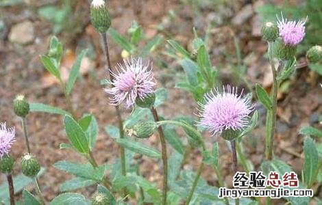 小蓟的功效与作用 小蓟的功效与作用图片
