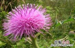 小蓟的功效与作用 小蓟的功效与作用图片