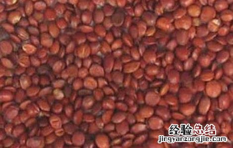 酸枣仁的功效与作用及禁忌 酸枣仁的功效与作用
