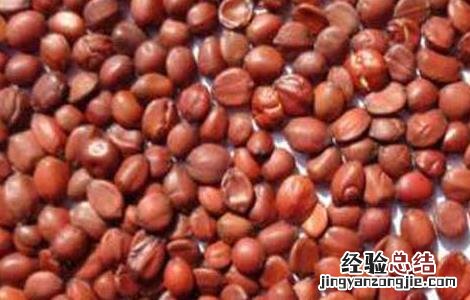 酸枣仁的功效与作用及禁忌 酸枣仁的功效与作用
