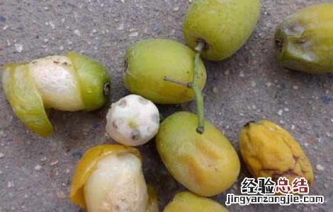 南酸枣糕的功效与作用 南酸枣的功效与作用