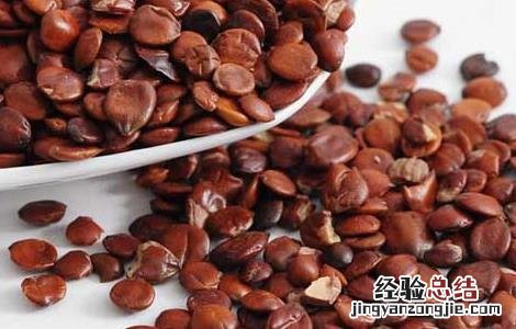 服用酸枣仁有什么副作用 酸枣仁有什么副作用