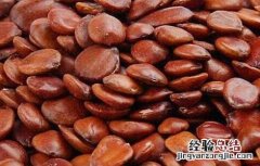 服用酸枣仁有什么副作用 酸枣仁有什么副作用