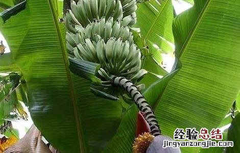 芭蕉的功效与作用 香蕉的功效与作用