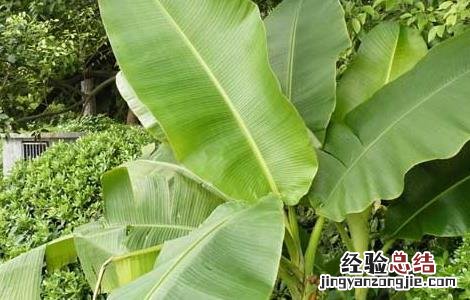芭蕉的功效与作用 香蕉的功效与作用