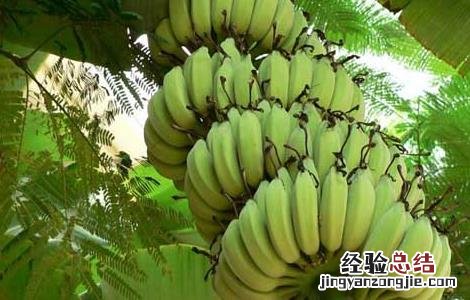 芭蕉的功效与作用 香蕉的功效与作用