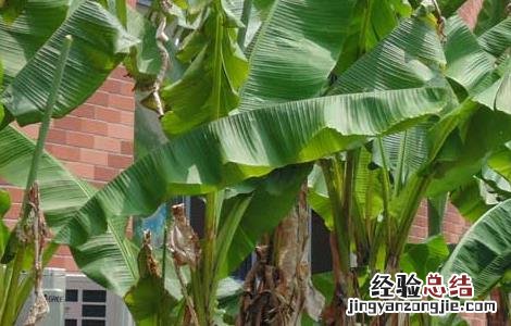 芭蕉的功效与作用 香蕉的功效与作用