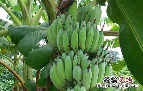 芭蕉的功效与作用 香蕉的功效与作用