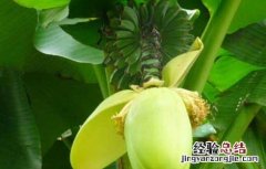 芭蕉根的功效与作用 芭蕉根的功效与作用、营养价值