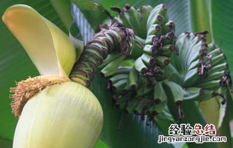 芭蕉根的功效与作用 芭蕉根的功效与作用、营养价值