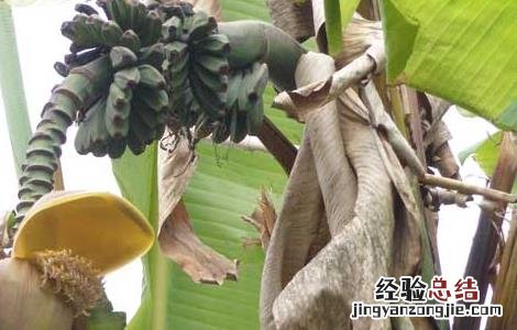 芭蕉根的功效与作用 芭蕉根的功效与作用、营养价值