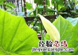 滴水观音开花好不好 滴水观音会得什么样的情况下开花
