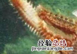 海蜈蚣干做法大全 海蜈蚣干做法大全视频